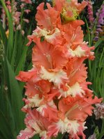 Frizzled Coral Lace