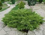 Можжевельник средний видовая норма