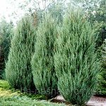 Можжевельник скальный Скайрокет