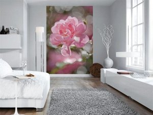 Фотообои Цветок роза