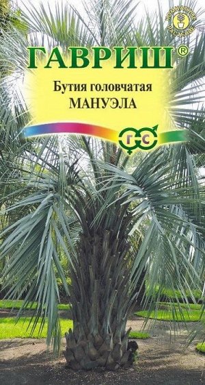 Бутия головчатая Мануэла (Код: 88979)