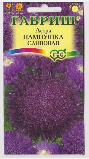Астра Пампушка сливовая (Код: 70575)