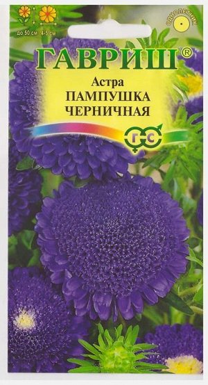 Астра Пампушка черничная (Код: 70577)