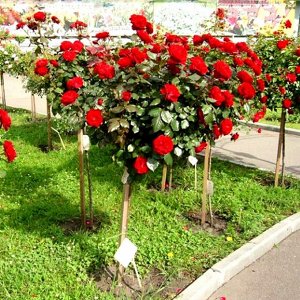 Роза штамбовая флорибунда (штамб 45 см ) Оптима Ред