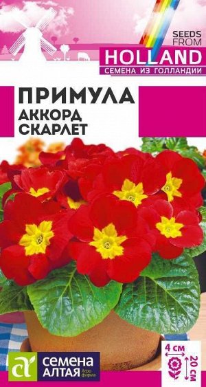 Примула Аккорд Скарлет/Сем Алт/цп 5 шт двулетник Голландия НОВИНКА