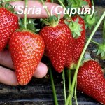 Siria СРЕДНИЙ