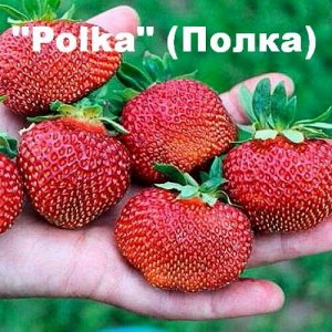 Polka    (А+)   ряд 30 заказов