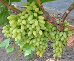 Виноград плодовый (бессемянные сорта) Кишмиш столетие