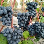 Виноград плодовый Руслан