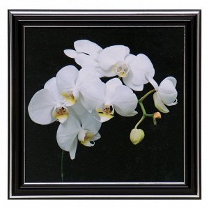 Картина "Белая орхидея" 18х18(21,5х21,5) см
