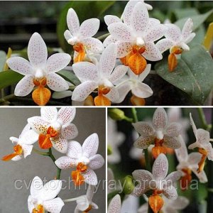 Phalaenopsis мини марк цветущий