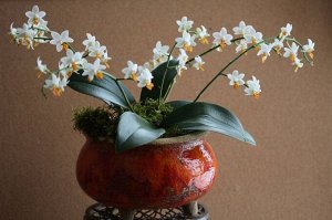 Phalaenopsis мини марк цветущий