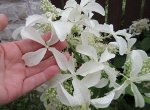 СТАР РОЗИ (STAR ROSE)
