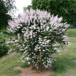 Дейция шершавая Розеа Плена