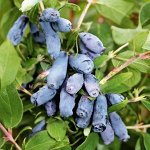 Жимолость съедобная (Серия Северный Сад) Шахиня