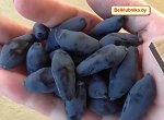 Жимолость съедобная Люкс Бореал Близар