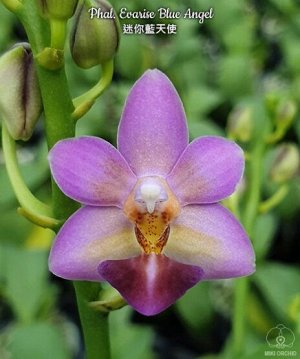 Phal. Evarise Blue Angel