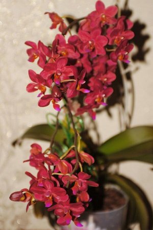 Phal. Buddha's Treasure
