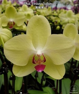 Phal. Fortune Saltzman