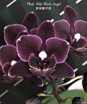 Phal. Miki Black Angel