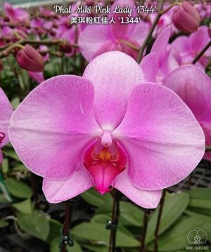 Phal. Miki Pink Lady '1344'