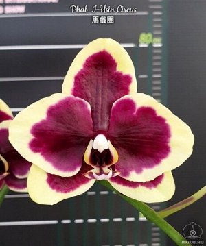 Phal. I-Hsin Circus