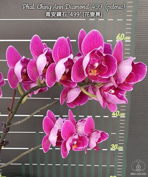 Phal. Ching Ann Diamond