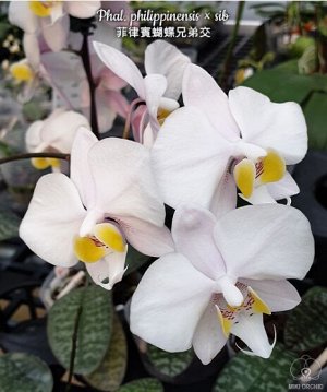Phal. philippinensis x sib