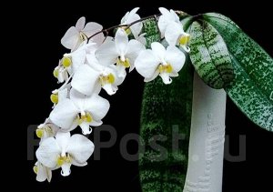 Phal. philippinensis x sib