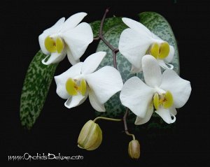 Phal. philippinensis x sib