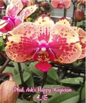Phal. Ark's Happy Magician