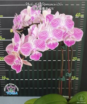 Phal. Miki Romance