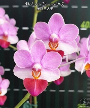 Phal. Liu's Triprince 'MK'