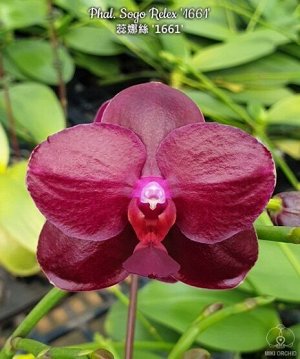 Phal. Sogo Relex