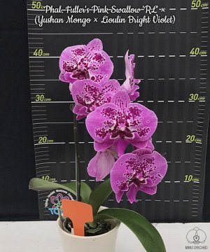 Phal. Fuller's Pink Swallow 'RL' × (Yushan Mongo × Lioulin Bright Violet)