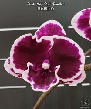 Phal. Miki Pink Panther