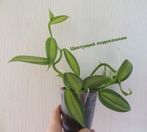 Vanilla planifolia вариегатная
