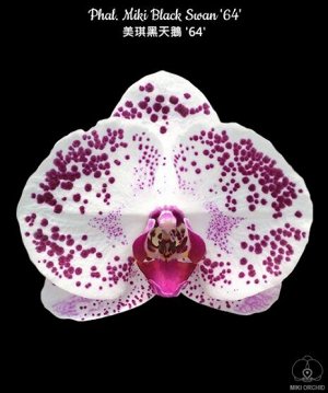 Phal. Miki Black Swan '64'