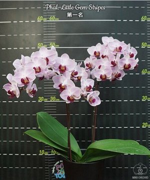 Phal. Little Gem Stripes