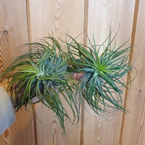 Tillandsia stricta Hybrid