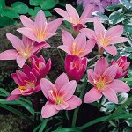 Зефирантес (syn.Habranthus) робустус NL