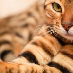 Кошкин дом🐱
