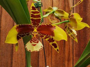 Ros. Rawdon Jester 'Great Bee'