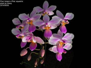 Phal.lindinii X equestris