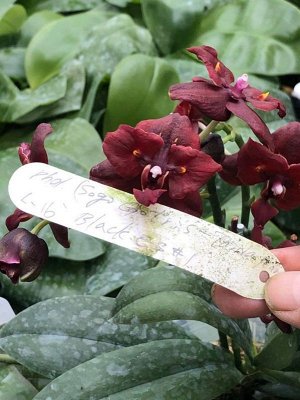 Phal.(Sogo Gotris-Taida Pearl)