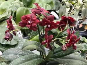 Phal.(Sogo Gotris-Taida Pearl)