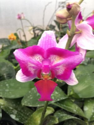 Phal.pulcherrima 4N'KF-red'