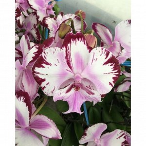 Yu Pin Firework-Taida Pearl