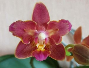 Shiang Fay Безумно ароматный сорт бабочка, цветки восковые, держатся долго, способен заароматить всю комнату. Саженец в размере горшка 2,5 но очень пушистрое и требует пересадки в большой горшок.