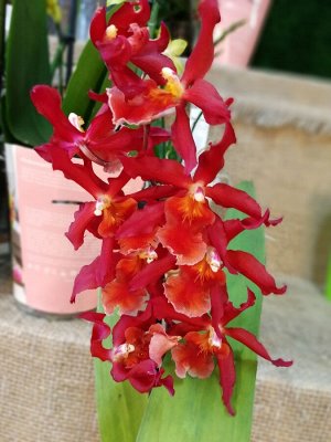 Камбрия красная